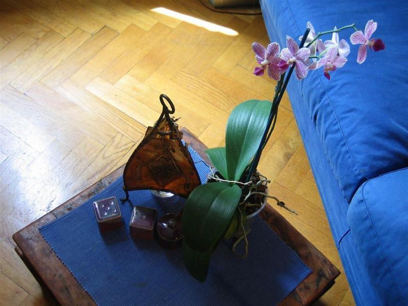 Maria-Rosa Guesthouse Rom Eksteriør billede